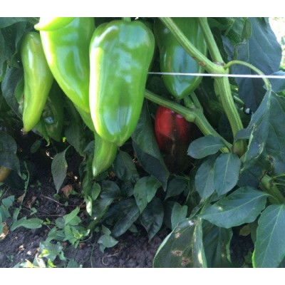 Семена перца сладкого Приз F1 (среднеранний) коничного типа, (500 нас.) Lark Seeds